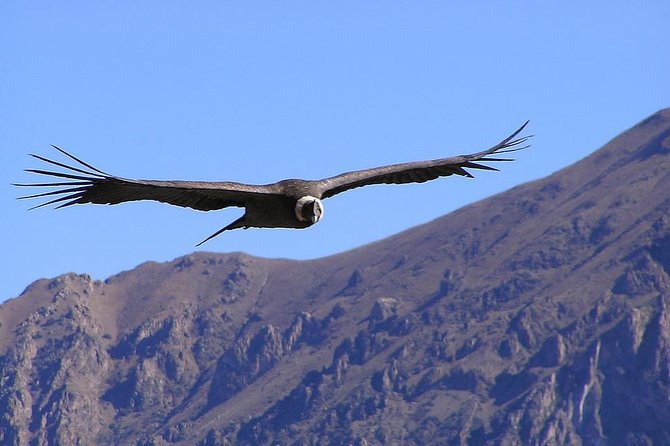Condor Tour from Cusco - 1 Day - The experience in six useful points