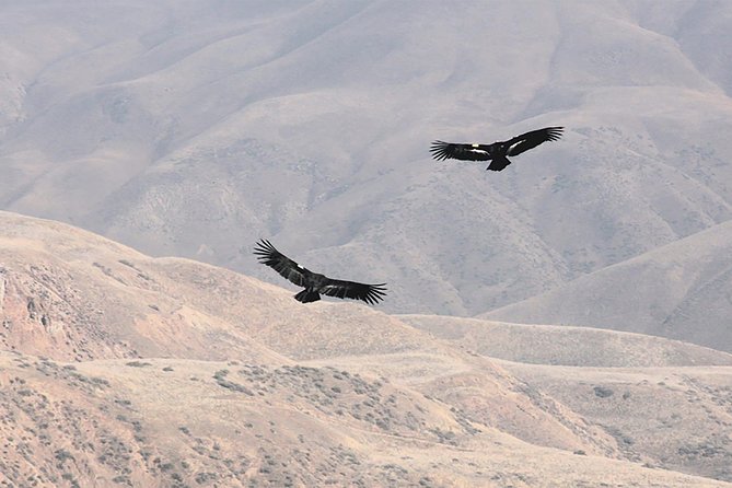 Condor Tour from Cusco - 1 Day - Tarawasi in the Limatambo Valley