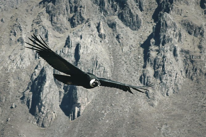 Condor Tour from Cusco - 1 Day - Watching condors above Chonta canyon