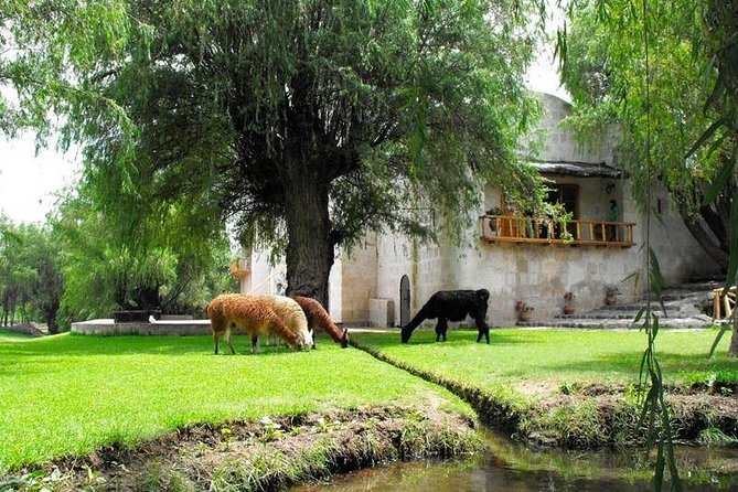 Countryside Tour Arequipa - Incalpaca TPX: animals and local production
