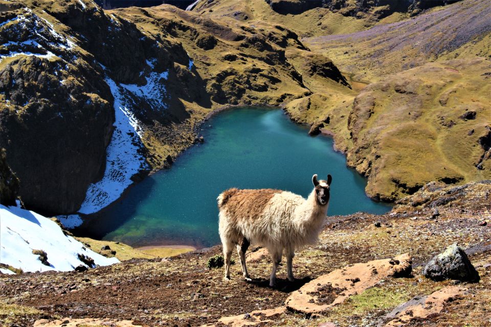 Cusco: 4-Day Lares Trek to Machu Picchu with Panoramic Train - Day Four: Machu Picchu Before the Crowds