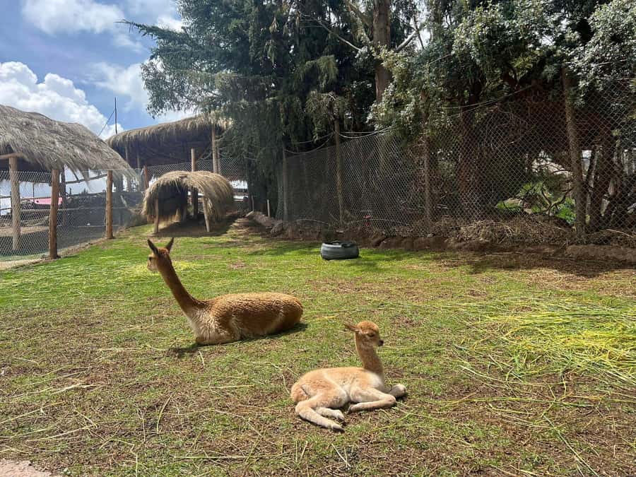Cusco: Alpaca and Llama Farm Tour w/ Transfer & Weaving Demo - Key points at a glance