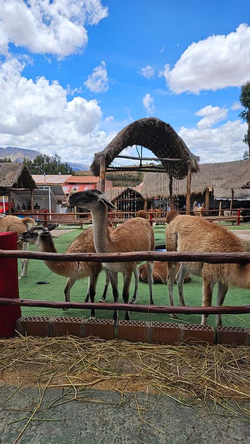 Cusco: Alpaca and Llama Farm Tour w/ Transfer & Weaving Demo - Meeting alpacas, llamas, vicuñas, and huanacos