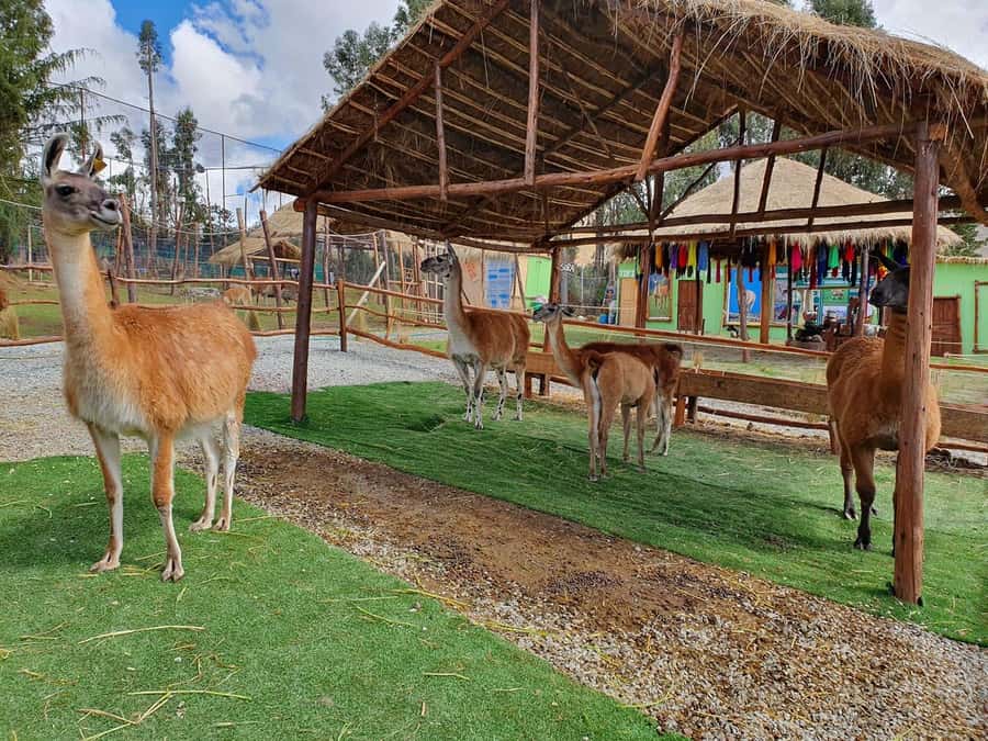 Cusco: Alpaca and Llama Farm Tour w/ Transfer & Weaving Demo - The shop: useful, attractive, and not always cheap