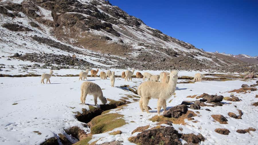 Cusco: Ausangate Tour Seven Lagoons + meals - Hot springs at Pacchanta