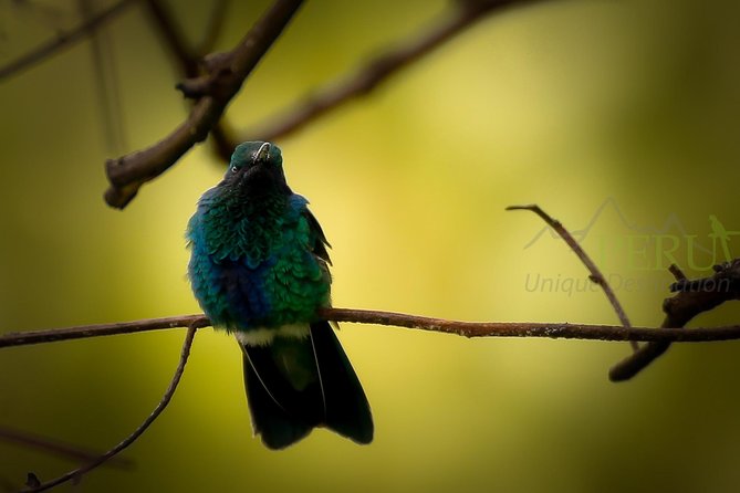 Cusco Birdwatching at Balcón del Diablo (Halfday) - Key points to know before you book