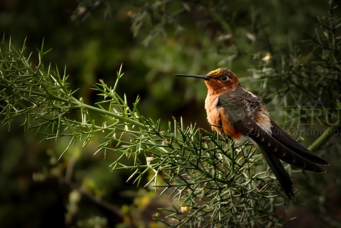 Cusco Birdwatching at Balcón del Diablo (Halfday) - The 6:00 am departure from central Cusco