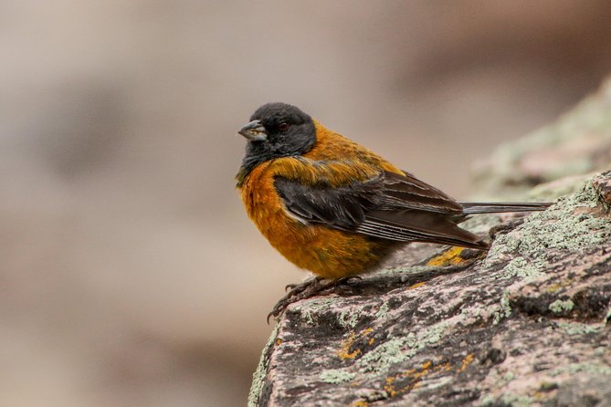 Cusco Birdwatching at Balcón del Diablo (Halfday) - More than birds: ruins, alpacas, and Andean beliefs