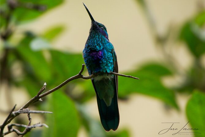 Cusco Birdwatching at Balcón del Diablo (Halfday) - What the walking feels like
