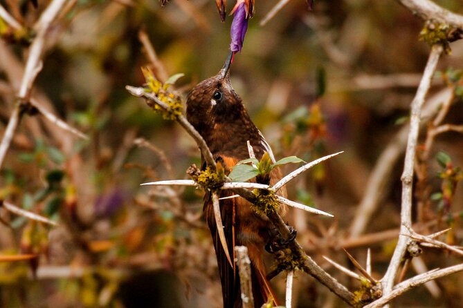 Cusco Birdwatching at Balcón del Diablo (Halfday) - Is $95 a fair price?
