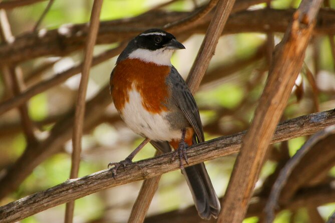 Cusco Birdwatching at Balcón del Diablo (Halfday) - Who will enjoy this morning most?