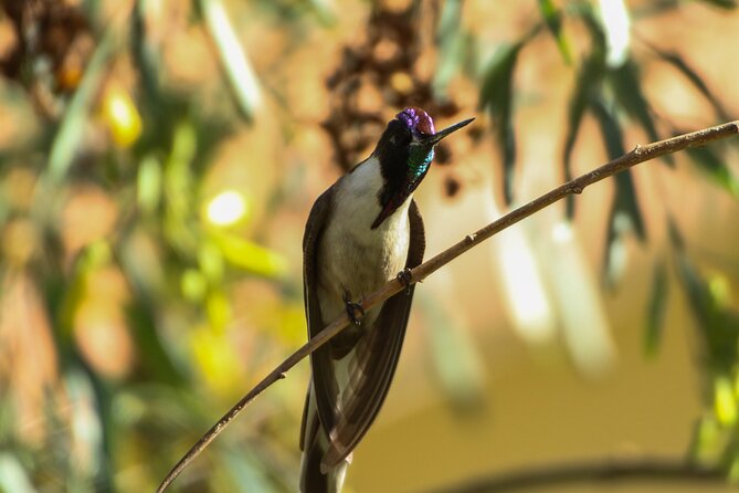Cusco Birdwatching at Balcón del Diablo (Halfday) - Booking, cancellations, and useful planning advice