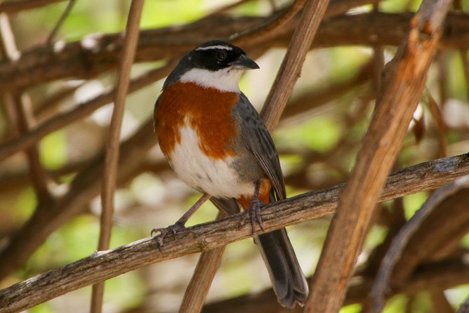 Cusco Birdwatching at Balcón del Diablo (Halfday) - Searching for Cusco’s local birds