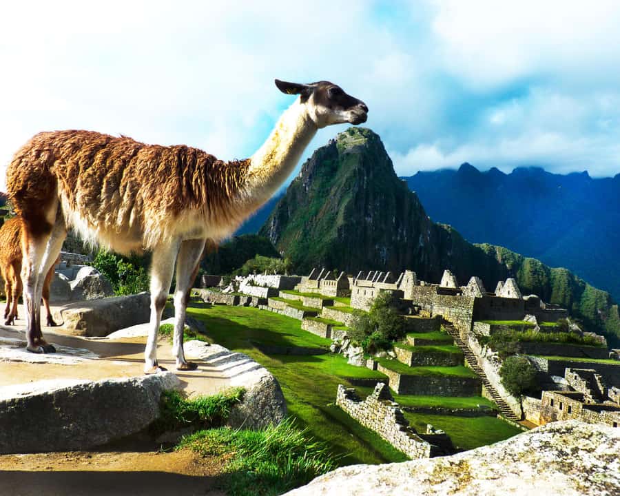 CUSCO: Full Day All Included Private Machu Picchu Experience - The views, plants, and sense of place