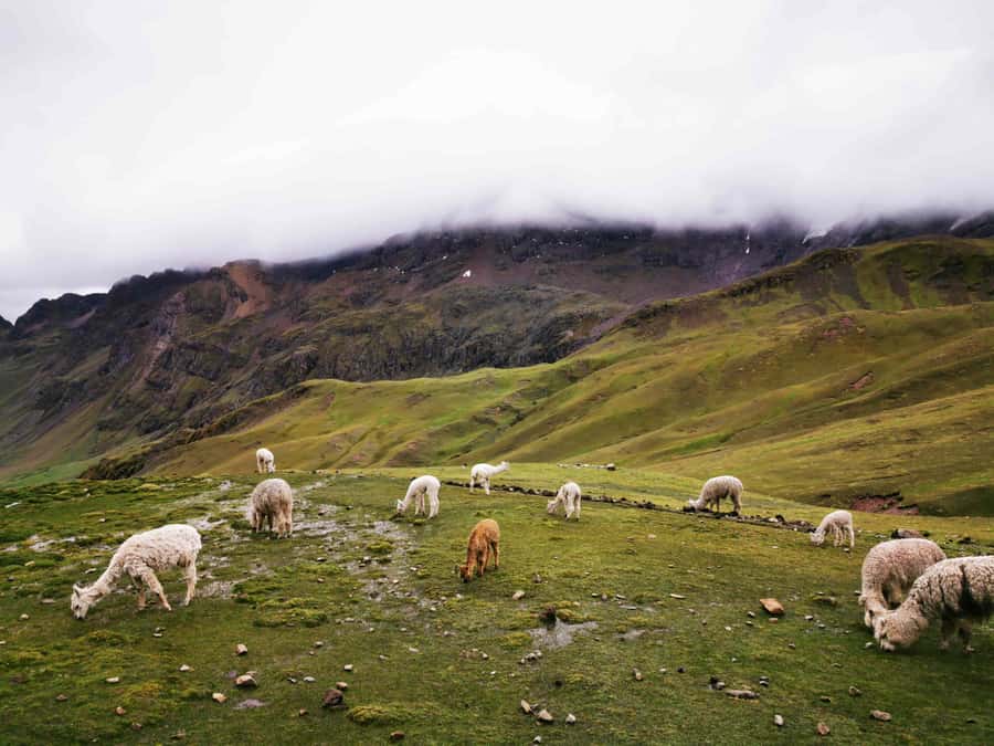 Cusco: Rainbow Mountain and Red Valley Guided Day with Meals - Altitude, safety, and physical demands