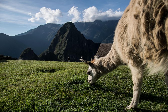 Day Trip to Machu Picchu by Train from Cusco - Waiting for the bus and entering Machu Picchu