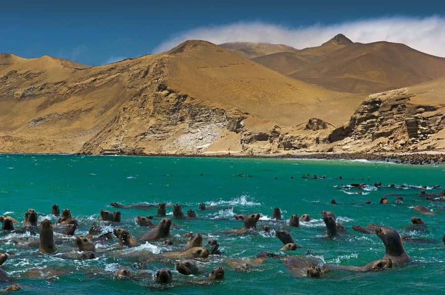 Discover Paracas, Ica and Nasca in a 2 days and 1 night trip - Before sunrise from Lima to Paracas
