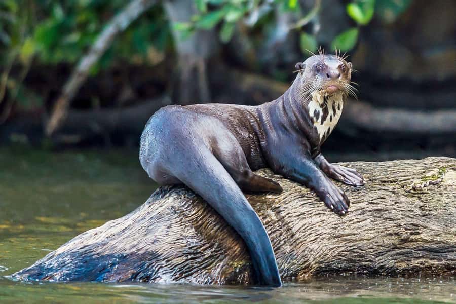 Excursion 3 days/2 nights in the jungle - Bungalows, meals, and the realities of jungle lodging