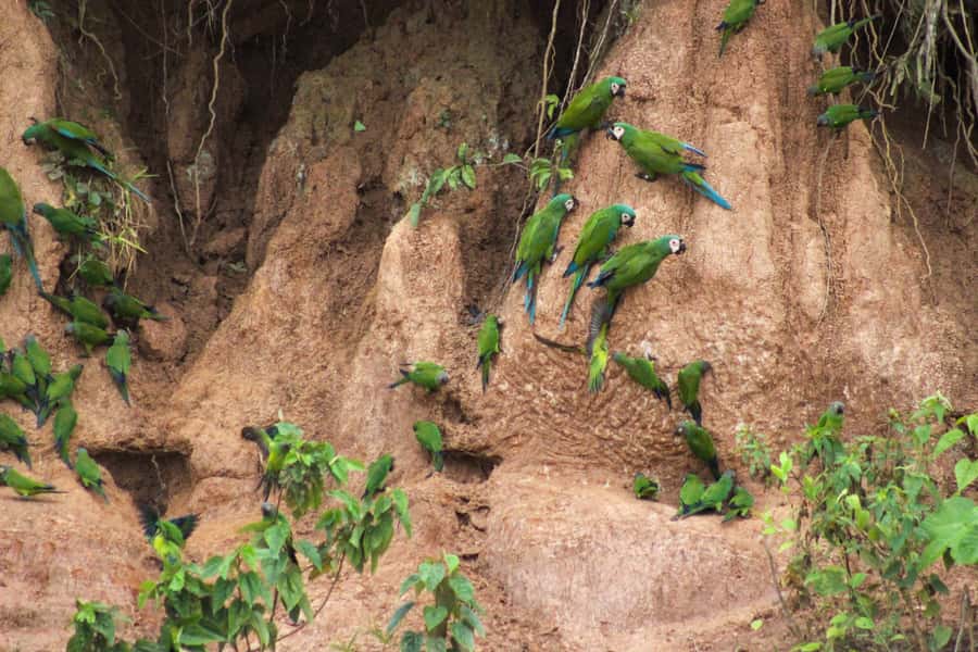 Excursion 3 days/2 nights in the jungle - Wildlife sightings are strong, but nature keeps the final word