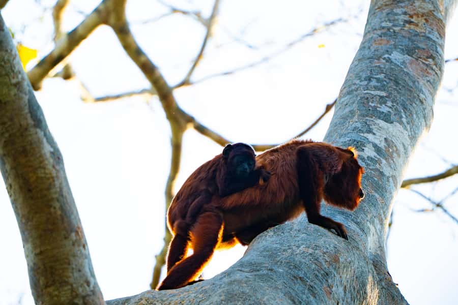 Excursion 3 days/2 nights in the jungle - Who should book this experience?