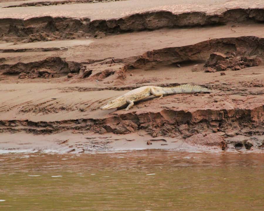 Excursion 3 days/2 nights in the jungle - Should you book the three-day Tambopata program?