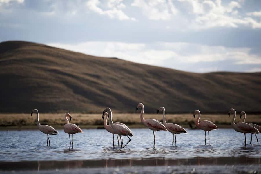 Excursion: Lagoon and National Reserve of Salinas and Aguada Blanca in Arequipa. - The long ride and the road conditions