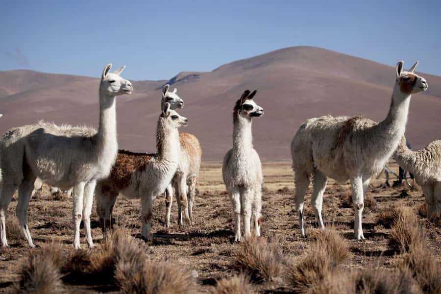 Excursion: Lagoon and National Reserve of Salinas and Aguada Blanca in Arequipa. - Chiguata and the first highland views