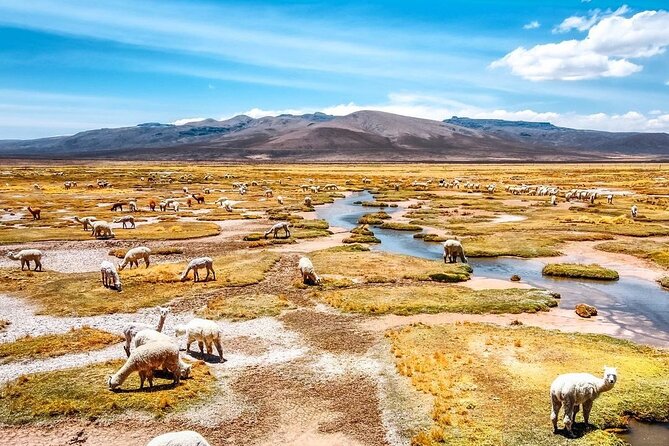Explore the Colca Canyon From Arequipa 2 Days and 1 Night - Day one: From Arequipa to the high Andes