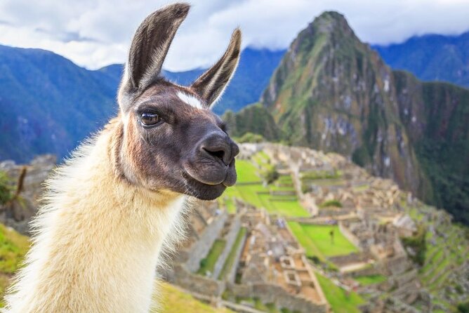 FD Machu Picchu: Tour & Machu Picchu Mountain from Cusco - Key points to know before booking