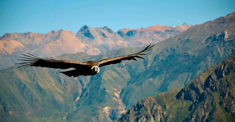 From Arequipa: 1-Day Guided Tour to Colca Canyon with Meals - Patapampa at 4,910 meters