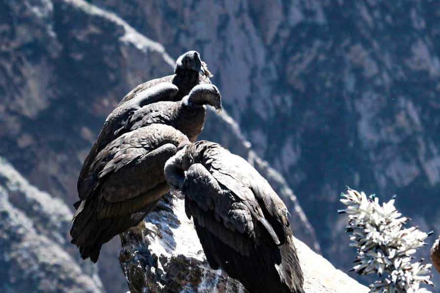 From Arequipa: 1-Day Guided Tour to Colca Canyon with Meals - Chacapi Hot Springs in Yanque