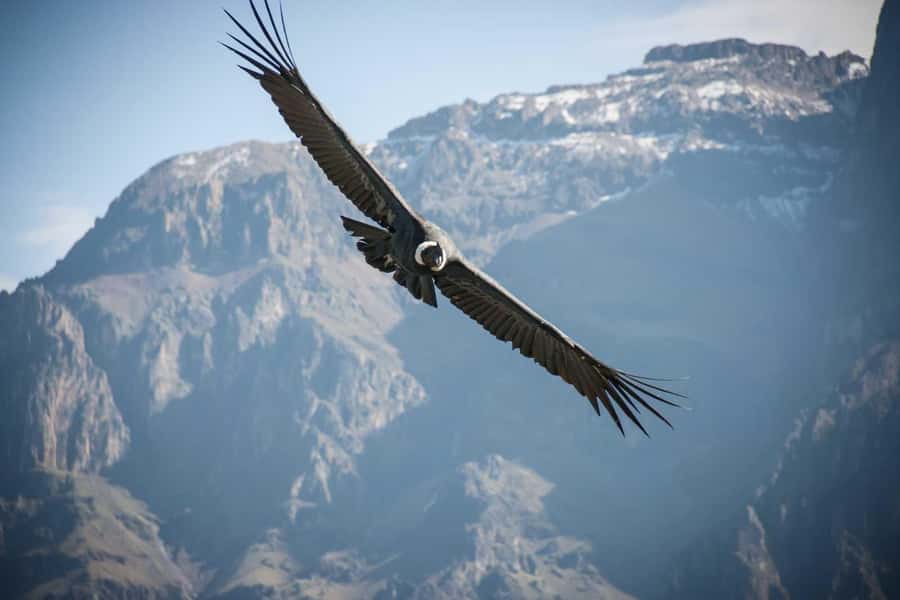 From Arequipa: 1-Day Guided Tour to Colca Canyon with Meals - The lunch choice in Chivay