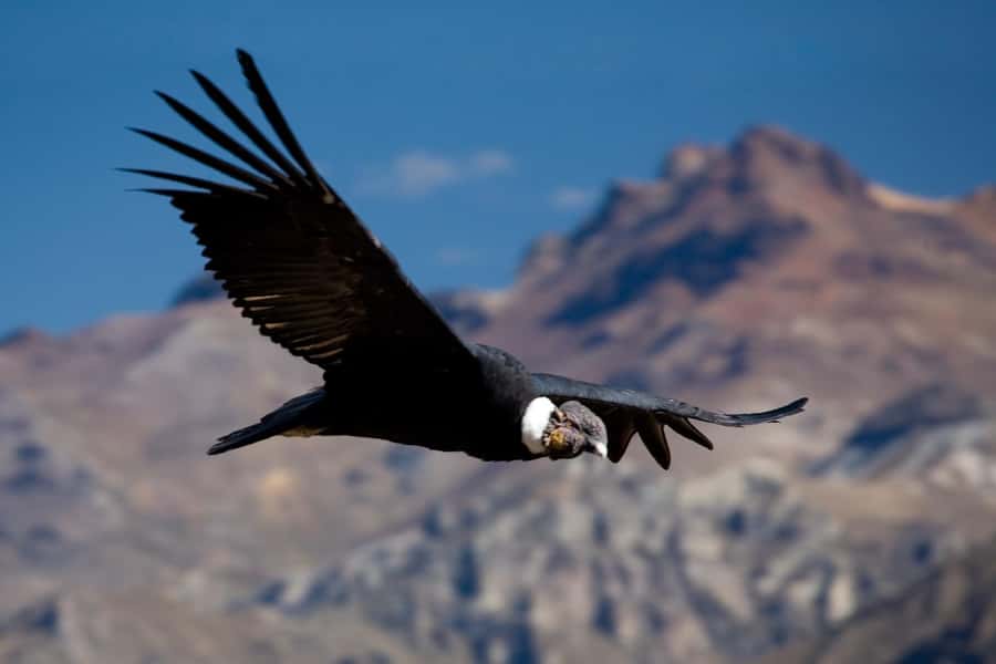 From Arequipa: Colca Canyon Day Trip with Transfer to Puno - The 3 a.m. pickup and first hours on the road