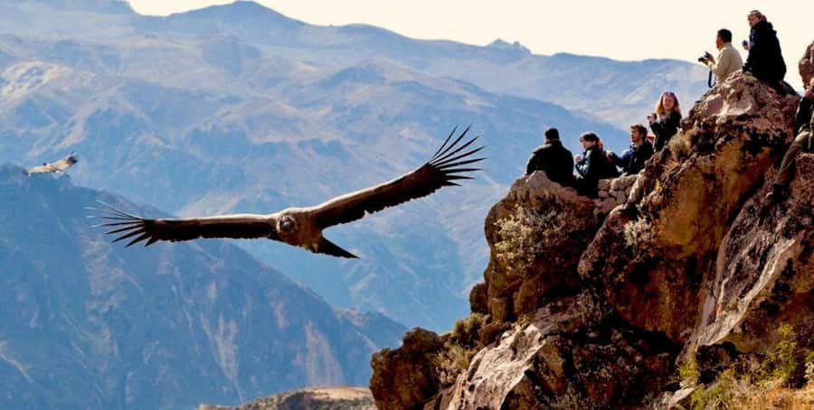 From Arequipa: Colca Canyon Full-Day Tour with Breakfast - Why This Colca Canyon Day Trip Is Worth Considering