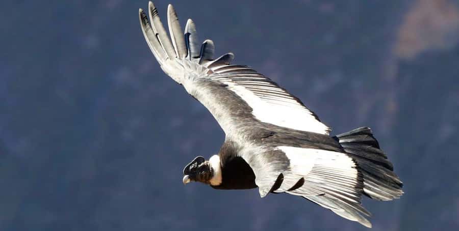 From Arequipa: Colca Canyon Full-Day Tour with Breakfast - Who Will Enjoy This Tour Most?