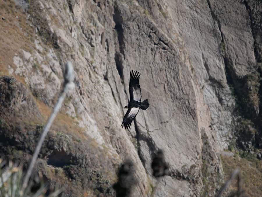 From Arequipa: Colca Canyon & La Calera Thermal Waters - Why this day trip works from Arequipa
