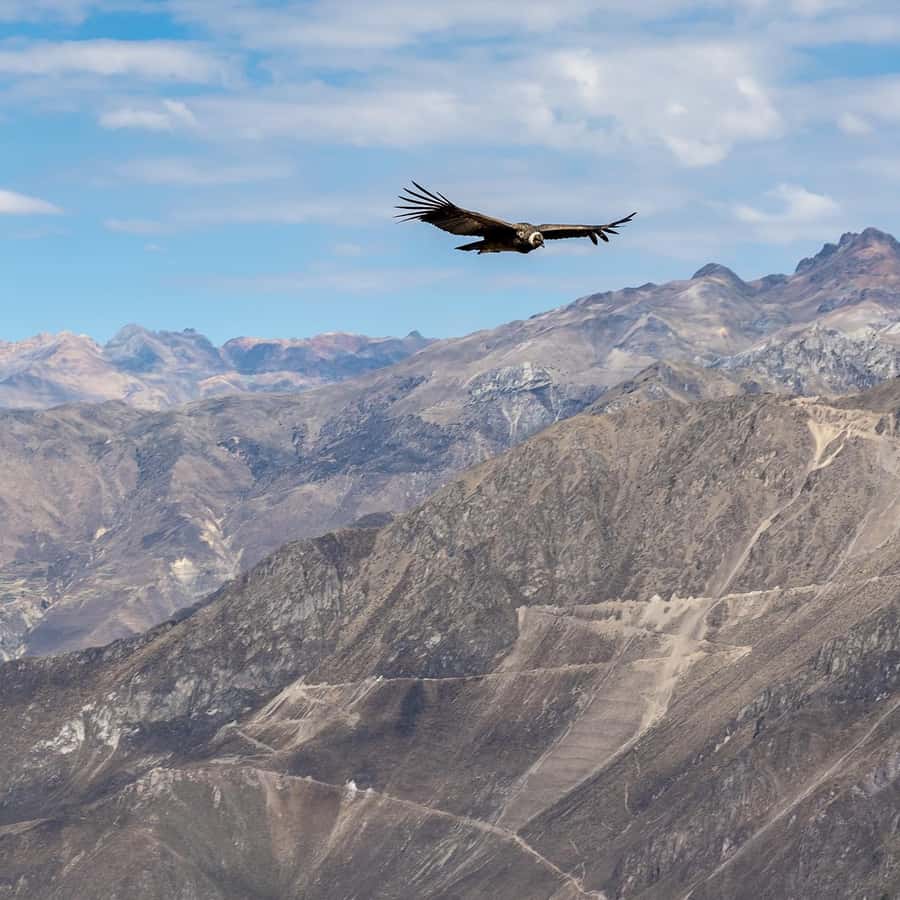 From Arequipa: Colca Canyon & La Calera Thermal Waters - Chivay, the practical center of the day