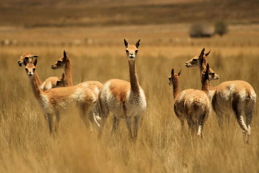 From Arequipa: Colca Valley & Thermal Baths Small-Group Trip - Breakfast and the approach to Chivay