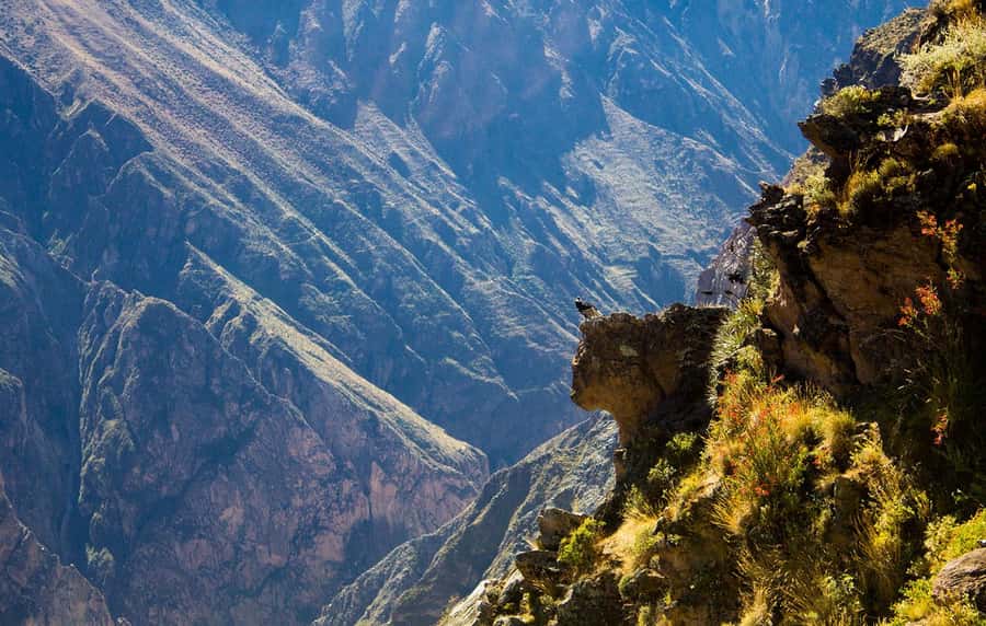 From Arequipa: Colca Valley & Thermal Baths Small-Group Trip - Patapampa and the volcanoes at 4,910 meters