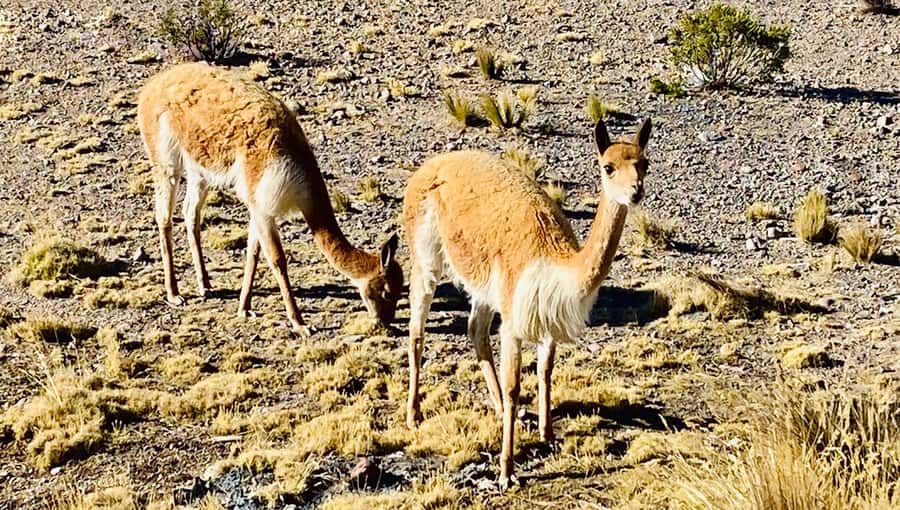 From Arequipa: Pillones Waterfall and Stone Forest Day Trip - Should You Book This Arequipa Day Trip?