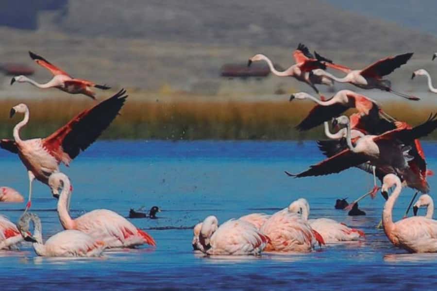 From Arequipa: Salinas Lagoon Full-Day Trip with Hot Springs - Practical tips for a smoother day