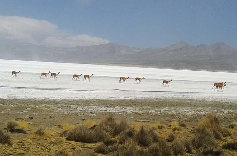 From Arequipa: Salinas Lagoon Full-Day Trip with Hot Springs - Looking for flamingos and Andean wildlife