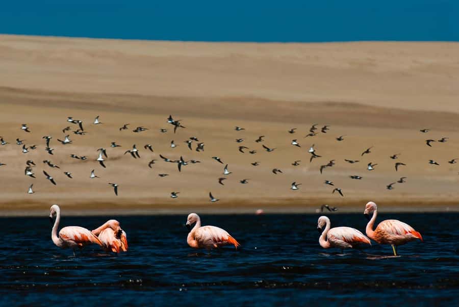 From Arequipa: Salinas Lagoon Full-Day Trip with Hot Springs - What the $49 price really covers