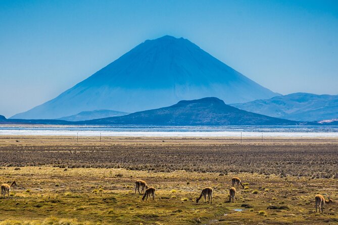 From Arequipa: Salinas Lagoon Half Day Tour - Salinas Lagoon and the optional hot springs