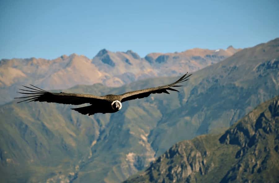 From Arequipa: Tour Colca Canyon 2 Days with End in Puno - Patahuasi Coca Tea and the High Point at 4,800 Meters