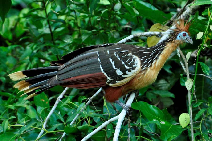 From Cusco: 4-Day Manu National Park Guided Tour - Key points before you book