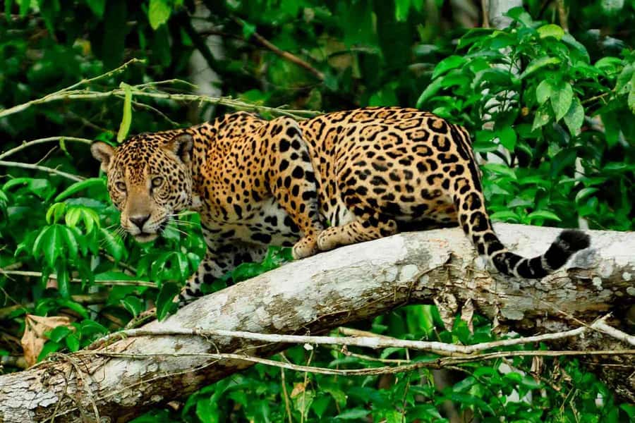 From Cusco: 4-Day Manu National Park Guided Tour - From Cusco into Paucartambo and the cloud forest