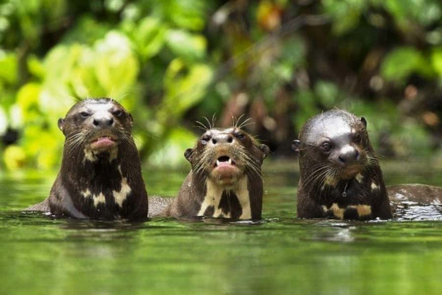 From Cusco: 4-Day Manu National Park Guided Tour - Lodging, comfort, and the reality of Manu