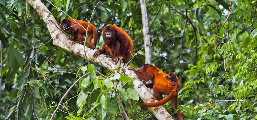 From Cusco: 4-Day Manu National Park Guided Tour - Should you book the four-day Manu trip?