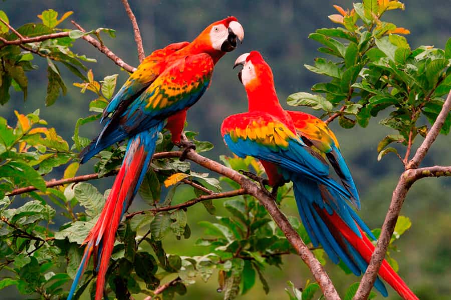 From Cusco: 4-Day Manu National Park Guided Tour - Pilcopata, coca fields, and the first boat ride